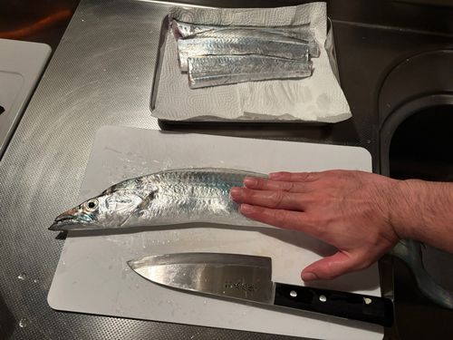 タチウオの釣果