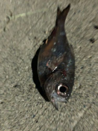 ハタンポの釣果