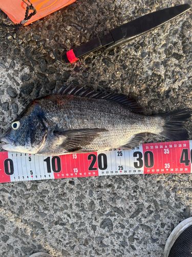 チヌの釣果