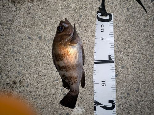 クロメバルの釣果