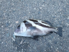 コショウダイの釣果