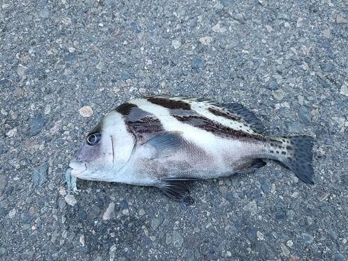 コショウダイの釣果