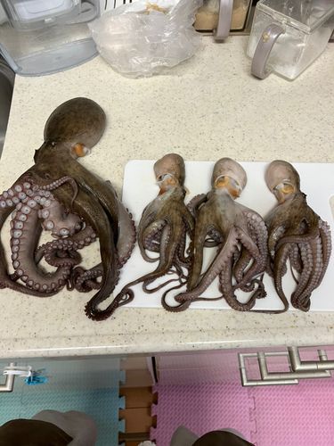 タコの釣果