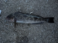アイナメの釣果