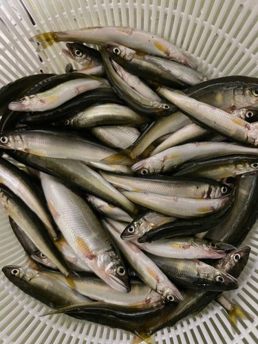 コアユの釣果