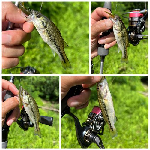 ブラックバスの釣果