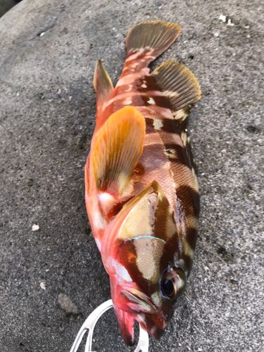 アカハタの釣果