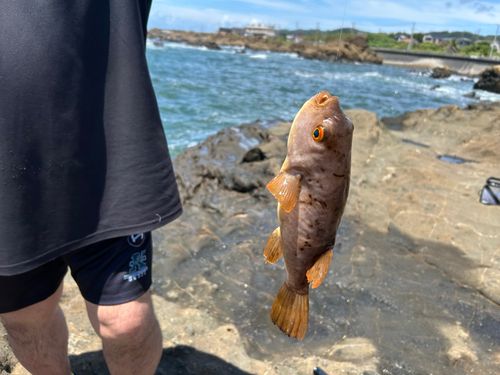アカメフグの釣果