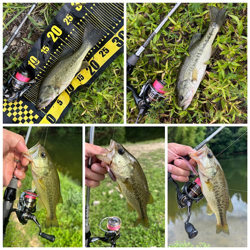 ブラックバスの釣果