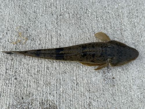 マゴチの釣果