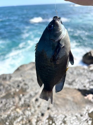 グレの釣果
