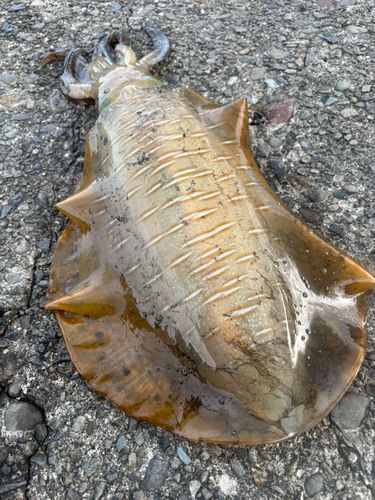 アオリイカの釣果