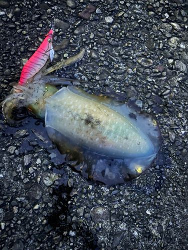 アオリイカの釣果