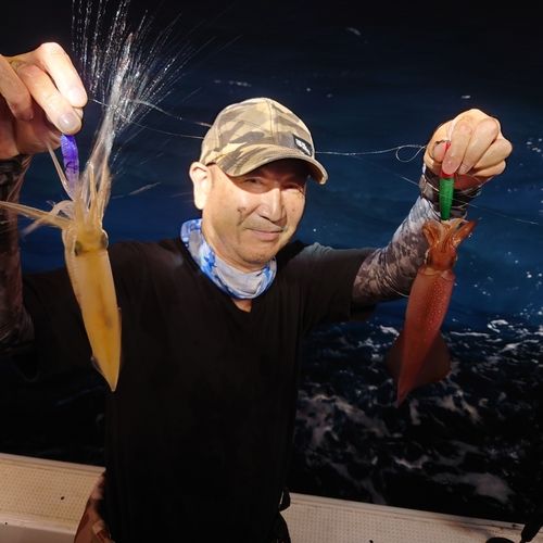 ヤリイカの釣果