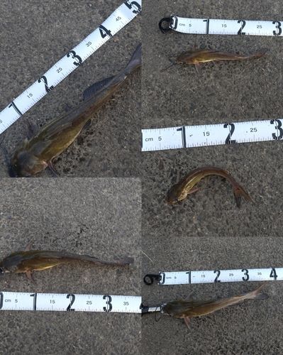 アメリカナマズの釣果