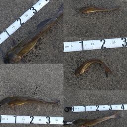 アメリカナマズ