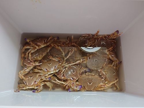 ヒラツメガニの釣果