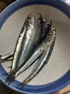 カタクチイワシの釣果