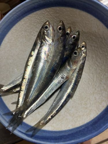 カタクチイワシの釣果