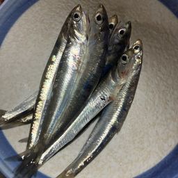 カタクチイワシ