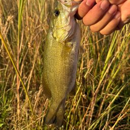 スモールマウスバス