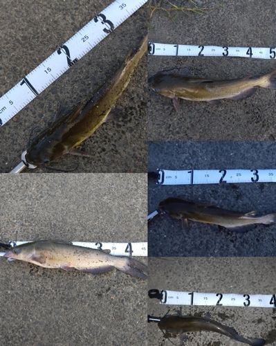 アメリカナマズの釣果