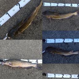 アメリカナマズ