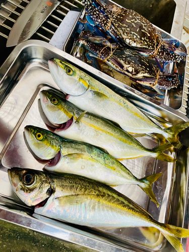 マアジの釣果