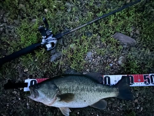 ブラックバスの釣果
