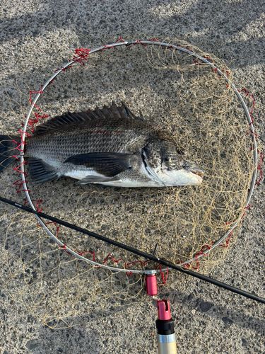 クロダイの釣果
