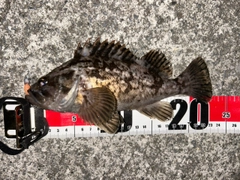 クロソイの釣果