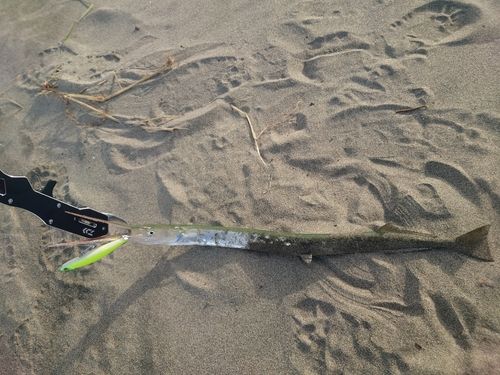 ダツの釣果