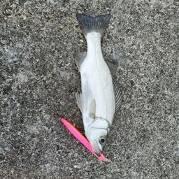 セイゴ（ヒラスズキ）