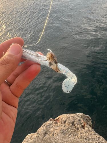 ミミイカの釣果