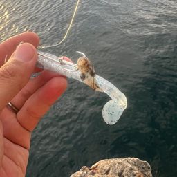 ミミイカ