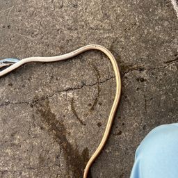 ダイナンウミヘビ