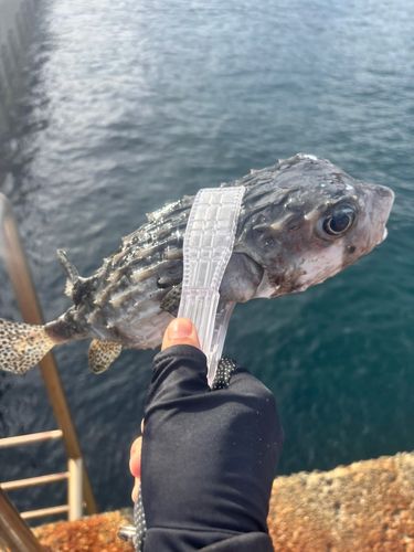 イシガキフグの釣果