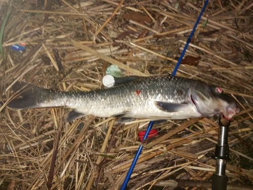 ニゴイの釣果
