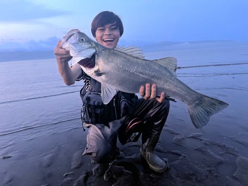 ヒラスズキの釣果