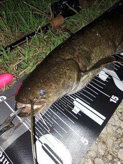 ナマズの釣果
