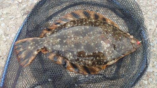 マツカワの釣果