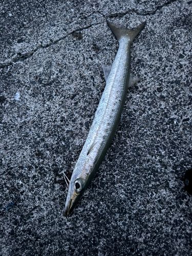 タイワンカマスの釣果