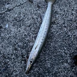 タイワンカマス