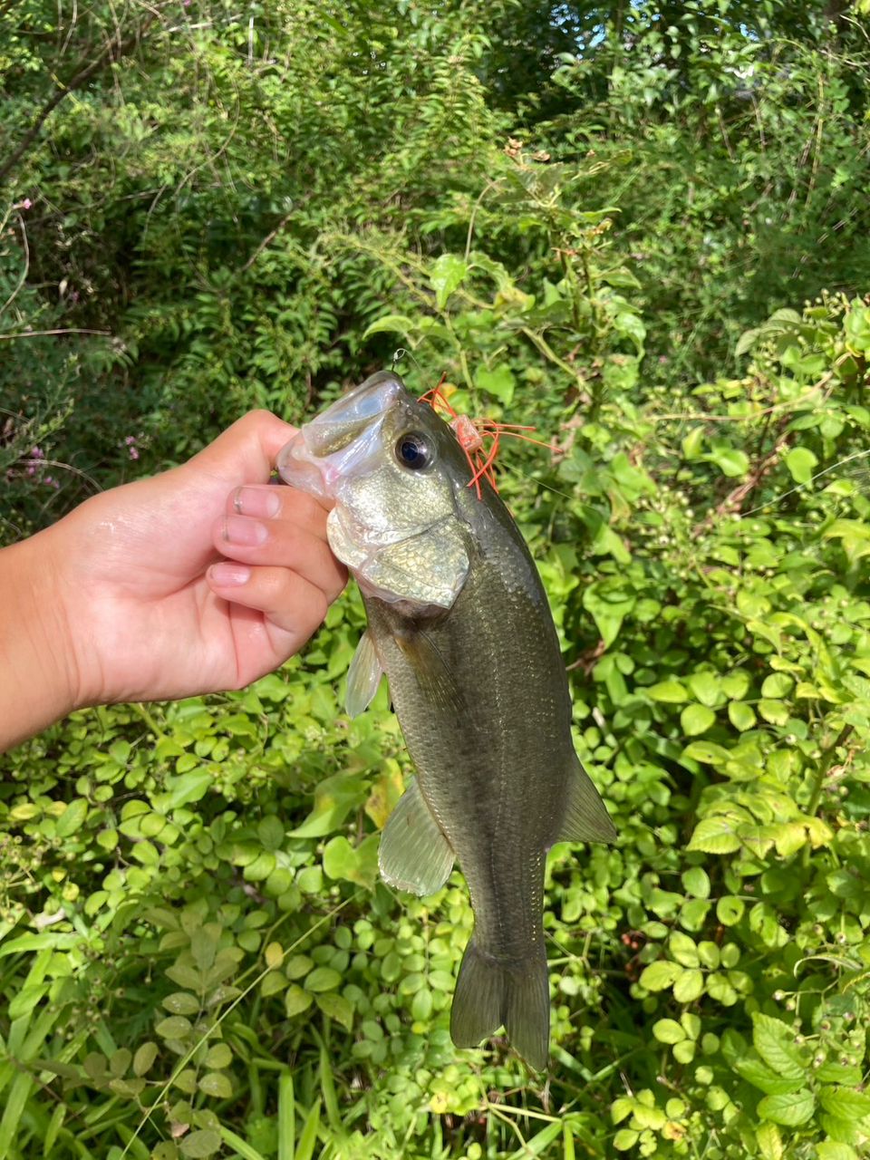 ラージマウスバス