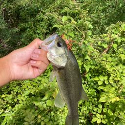 ラージマウスバス