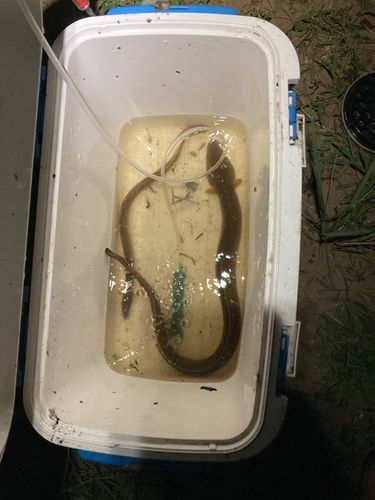 ウナギの釣果