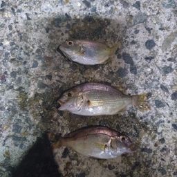 チャリコ