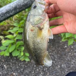 ラージマウスバス