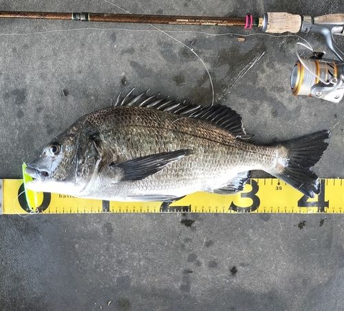 クロダイの釣果