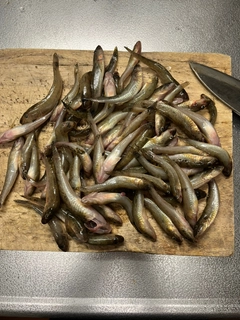 マハゼの釣果